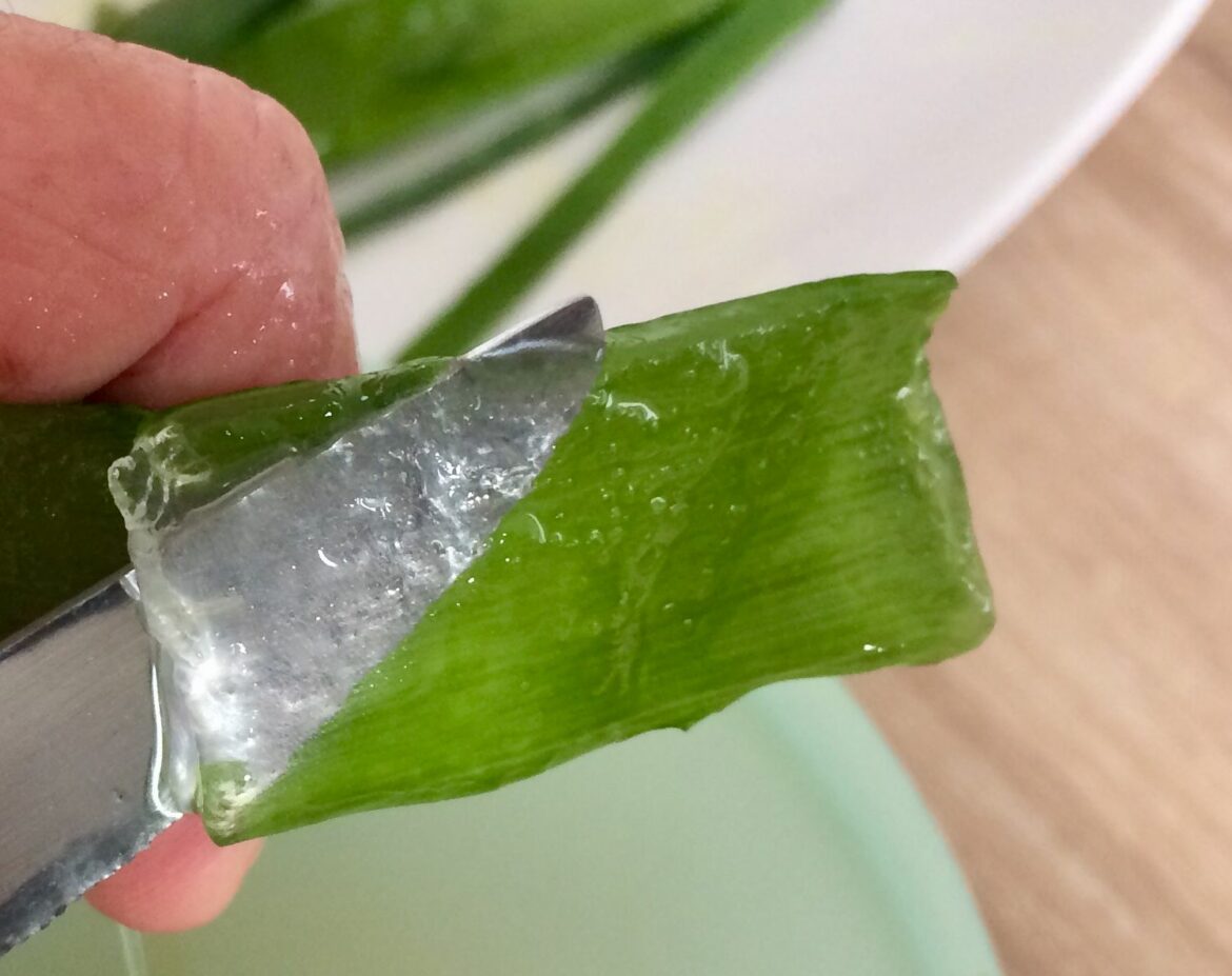 Comment conserver le gel d'aloe vera pur ?