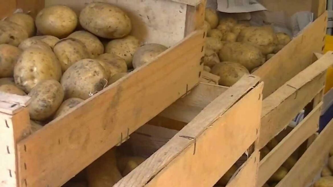 Comment conserver les pommes de terre du jardin ?