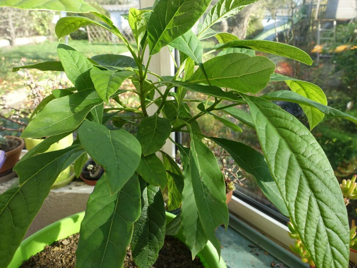 Comment conserver un avocatier en hiver ?