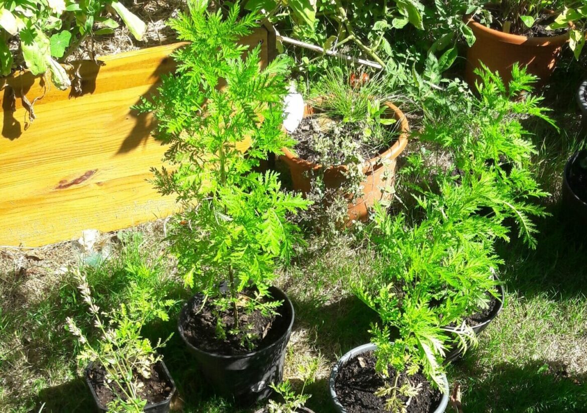 Comment consommer l'Artemisia ?