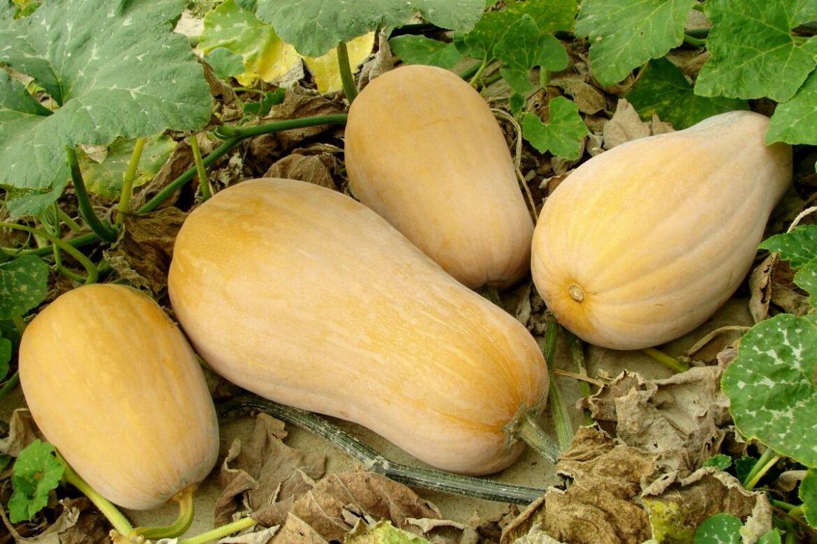 Comment couper de la courge ?