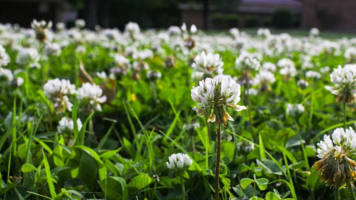 Comment désherbant avec du bicarbonate de soude et vinaigre ?