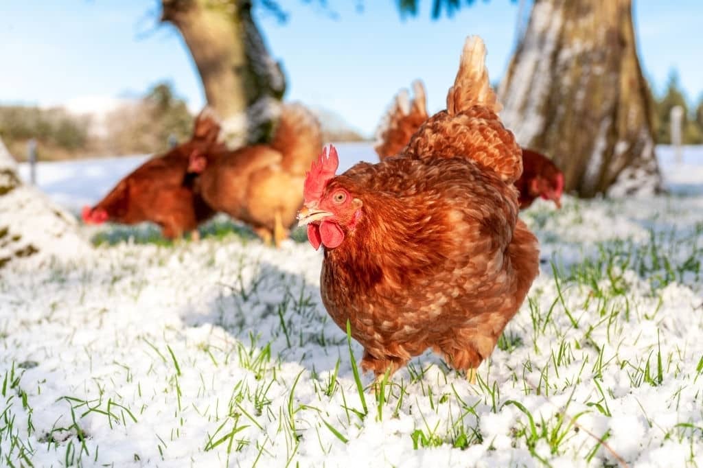 Comment les poules dorment la nuit