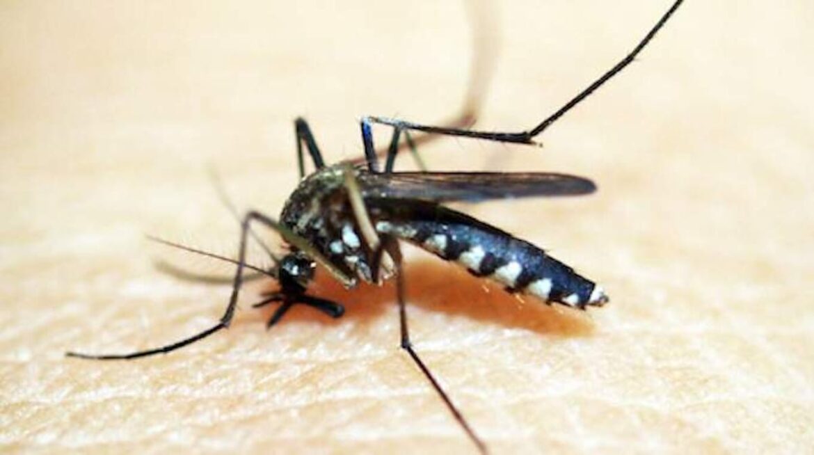 Comment éloigner les moustiques dans la chambre ?