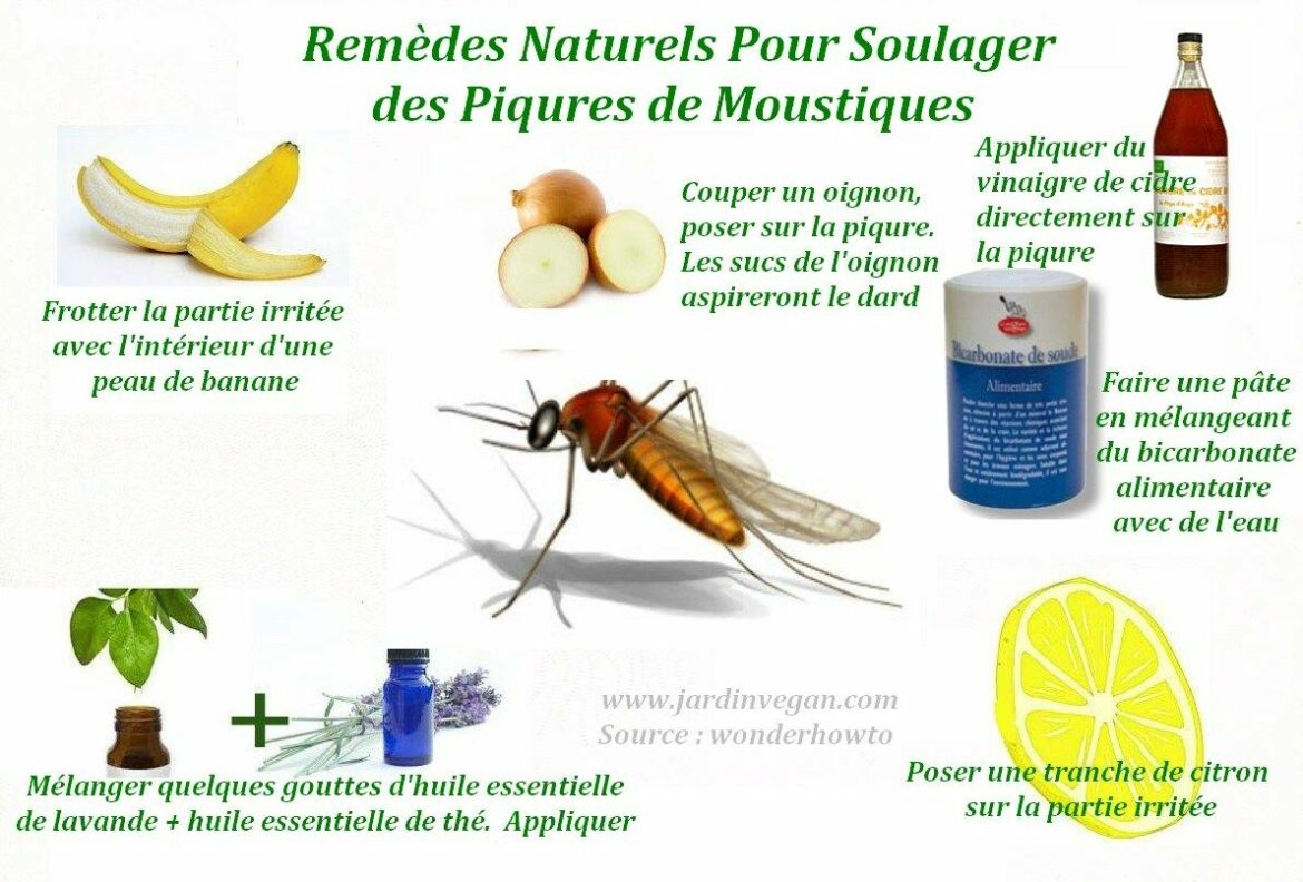 Comment éloigner les moustiques remède de Grand-mère ?