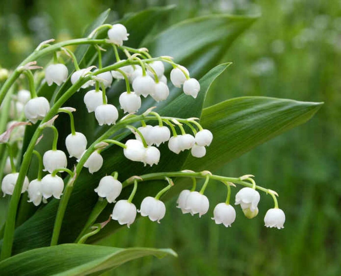 Comment entretenir le muguet après floraison ?