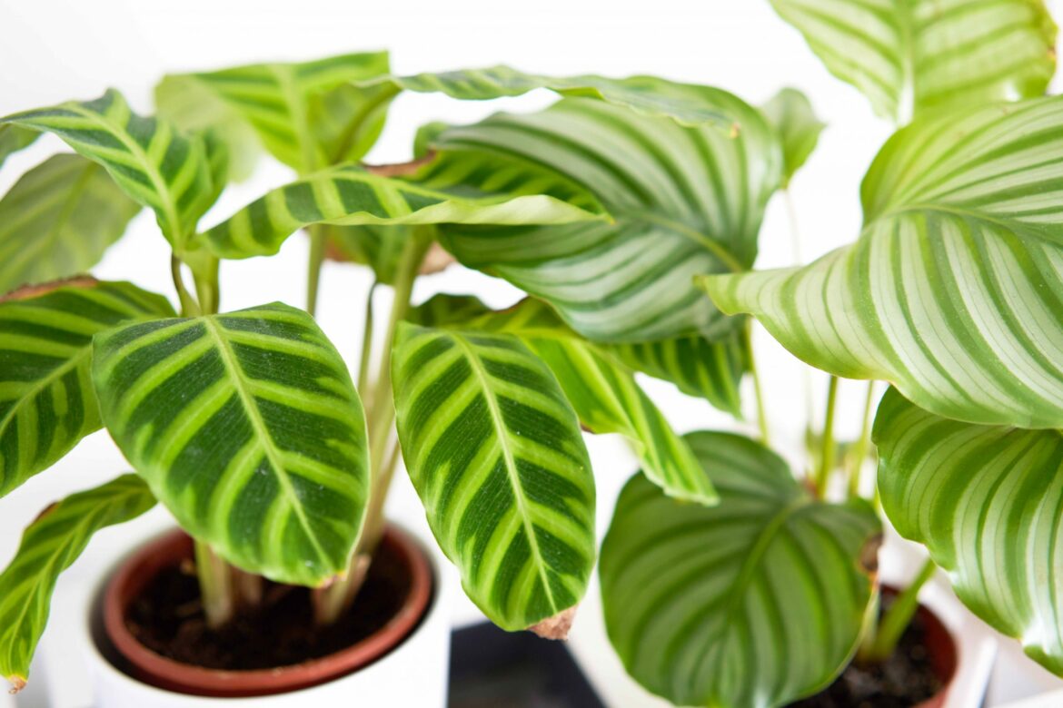 Comment entretenir un calathea ?