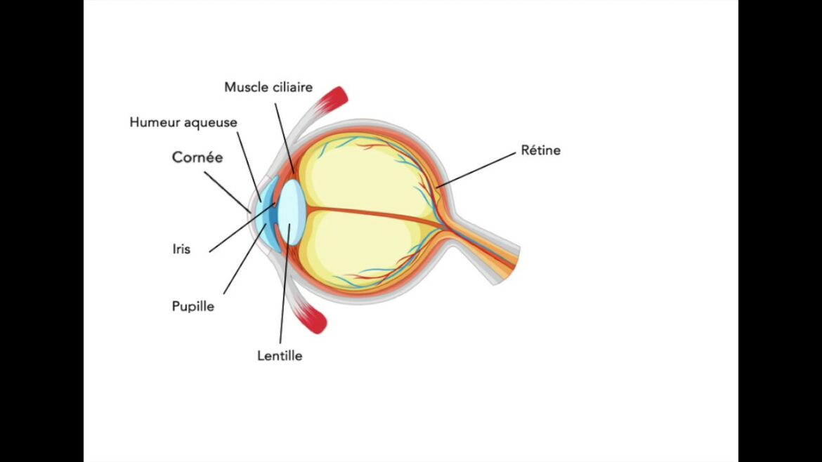Comment est fait un ascenseur ?