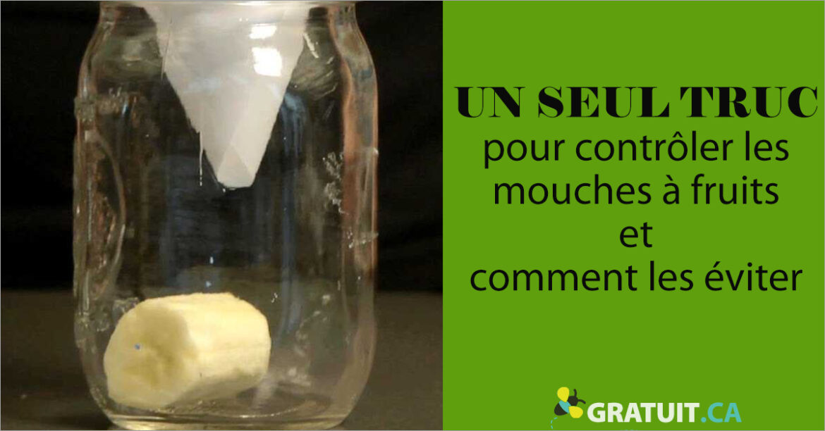 Comment eviter les mouchettes sur les fruits ?