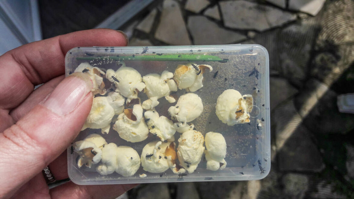 Comment fabriquer du produit anti puceron ?