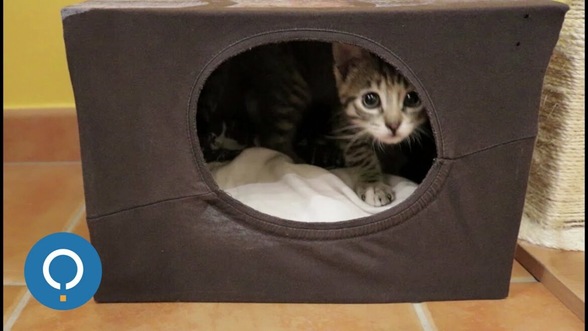 Comment fabriquer une niche pour chat avec un carton ?