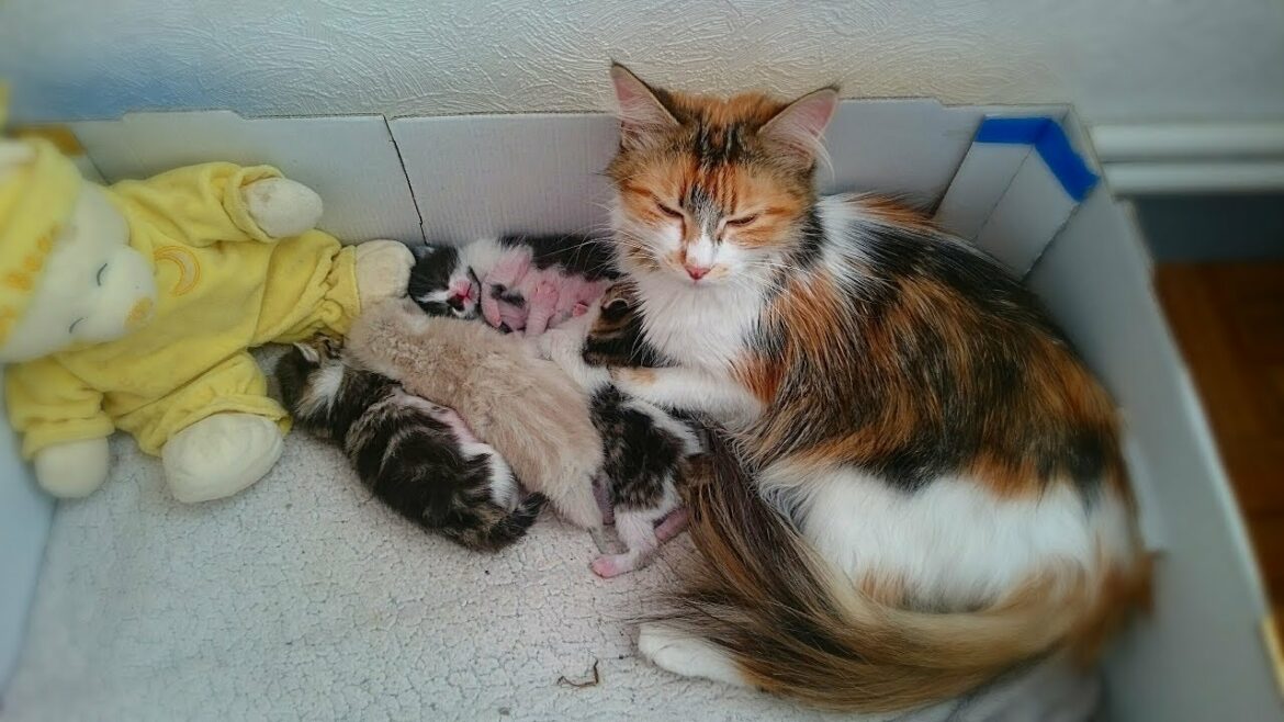 Comment faire avec un chaton de 2 mois ?