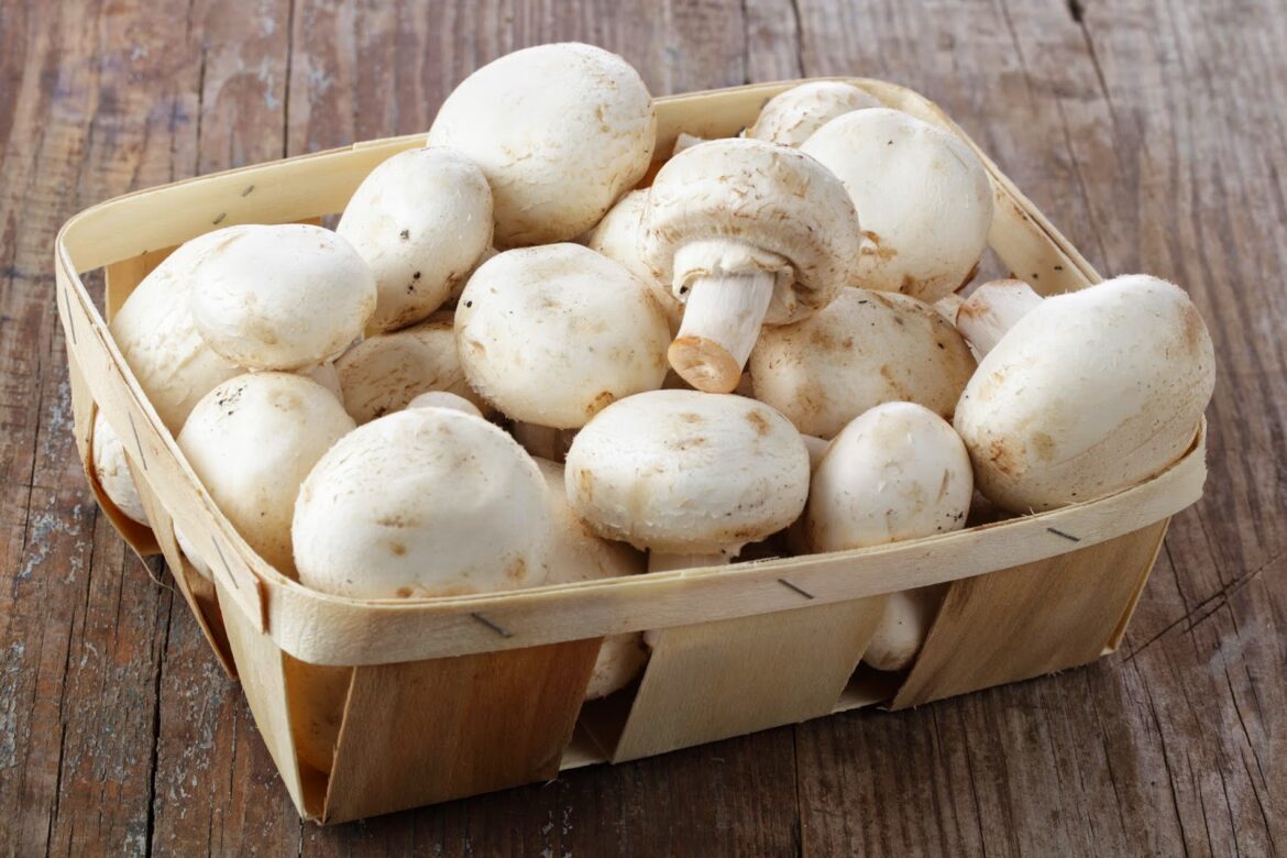 Comment faire congeler des champignons de Paris frais ?