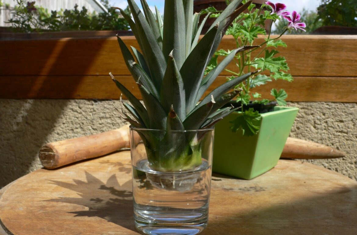 Comment faire des boutures dans l'eau ?