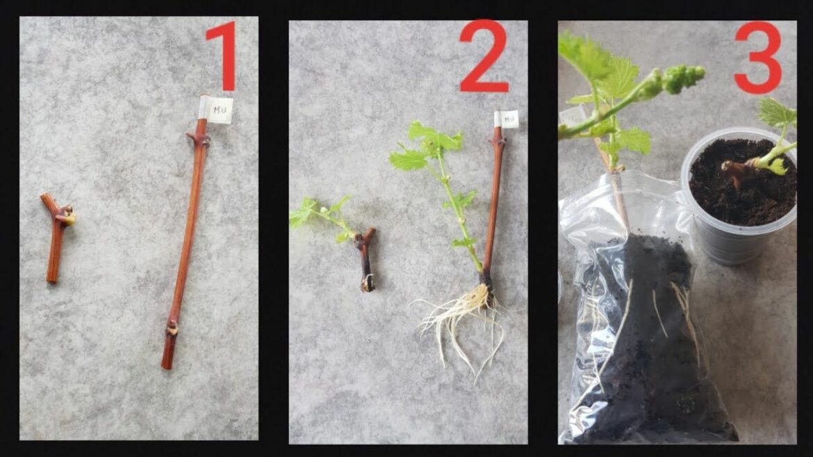 Comment faire des boutures de vigne ?