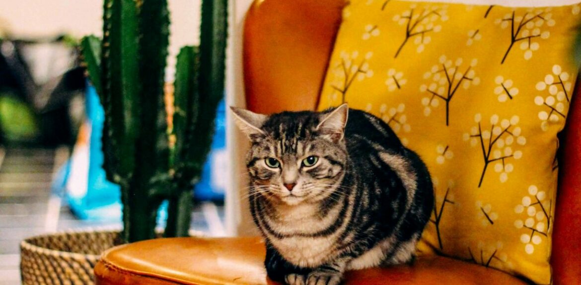 Comment faire disparaître les griffures de chat sur du cuir ?