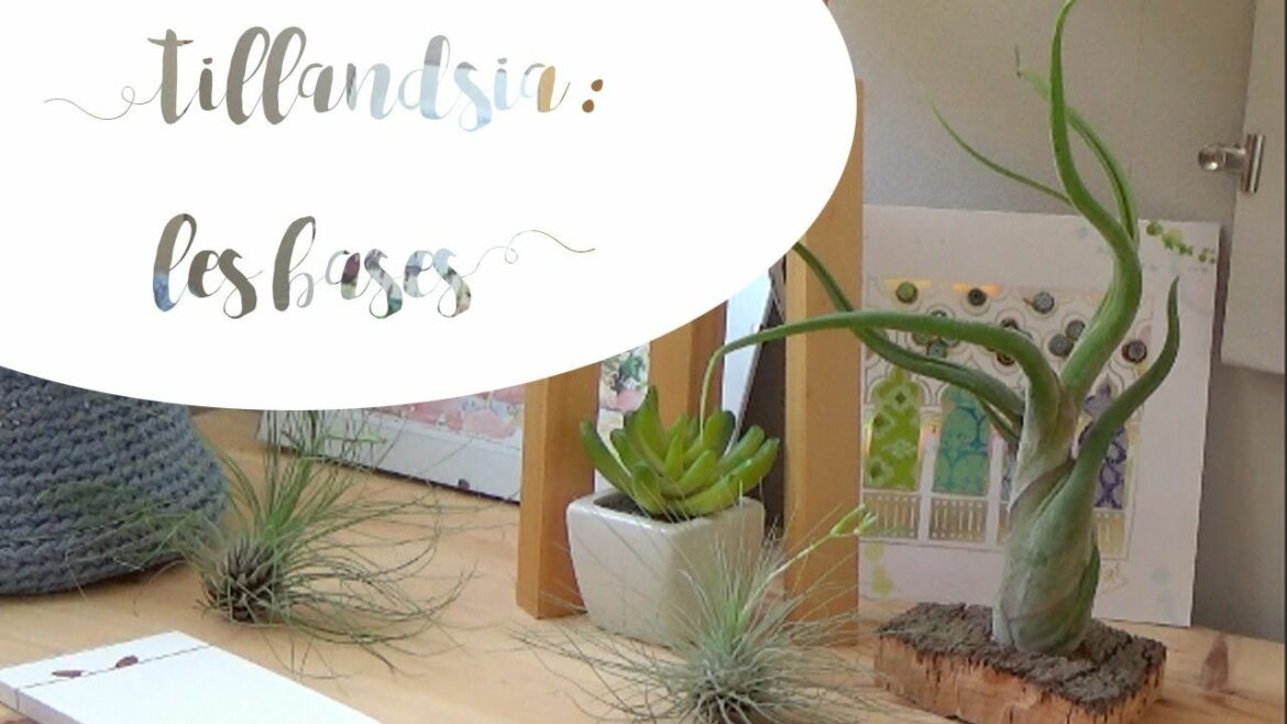 Comment faire fleurir un Tillandsia ?