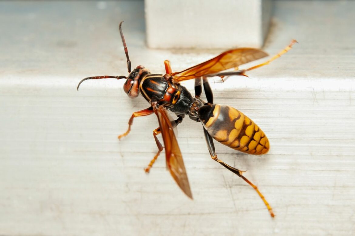 Comment faire fuir les frelons asiatiques ?