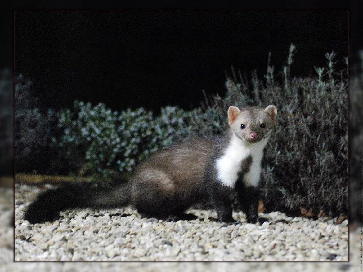 Comment faire fuir un animal dans les combles ?