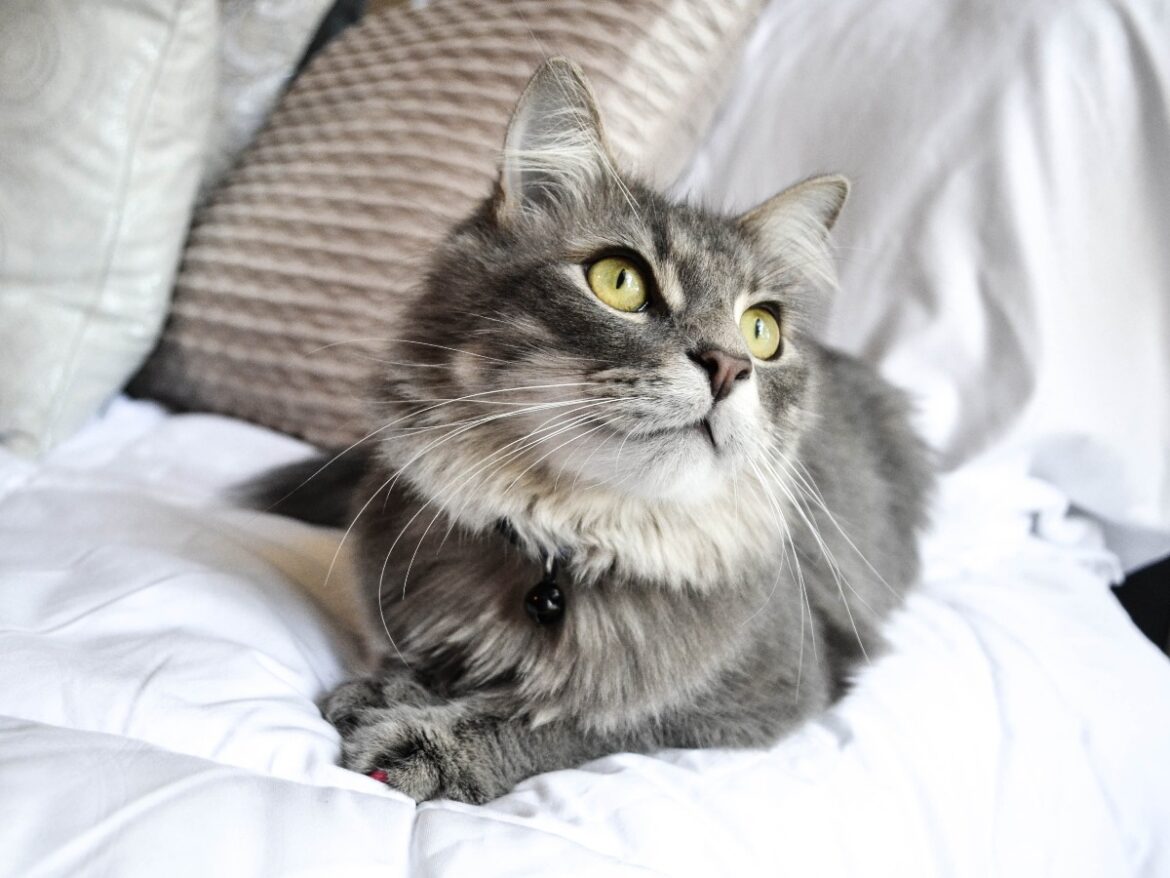 Comment faire garder mon chat pas cher ?