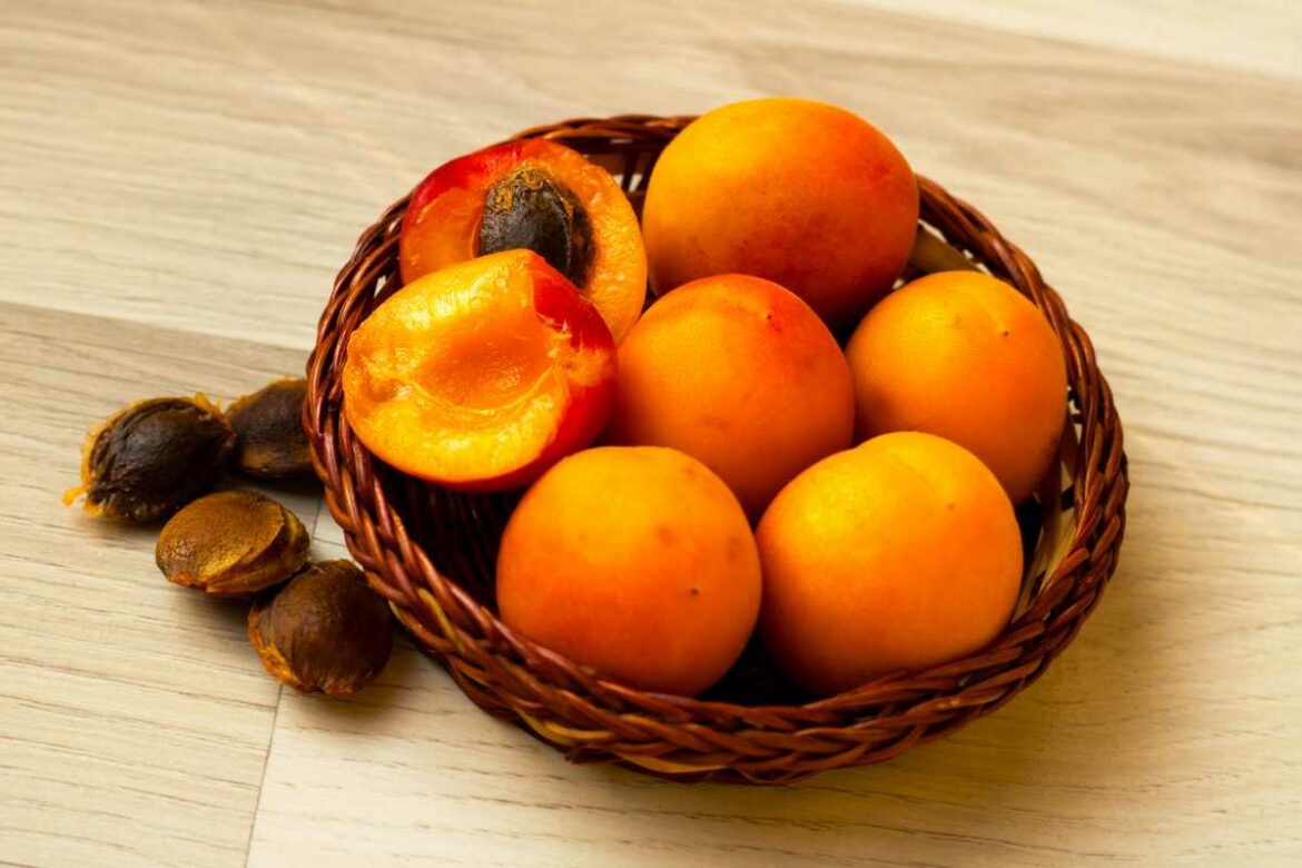 Comment faire germer des noyaux d'abricot ?