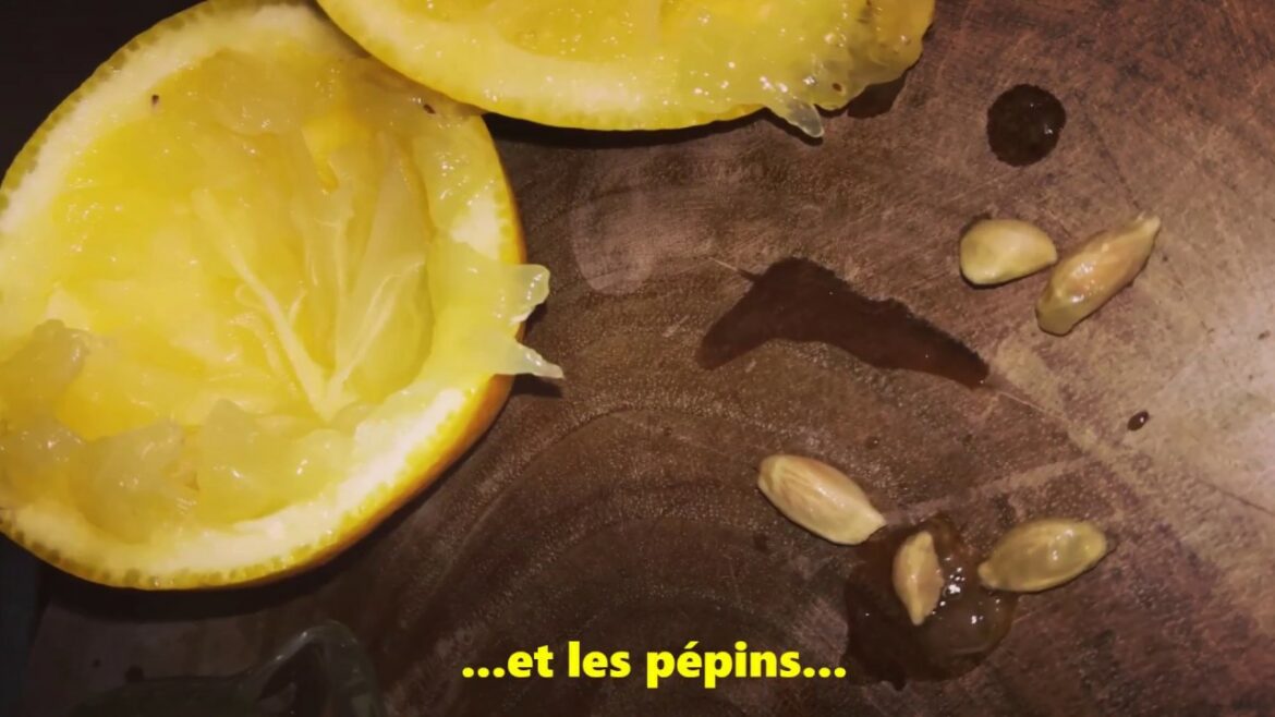 Comment faire germer des pépins de citron dans du coton ?