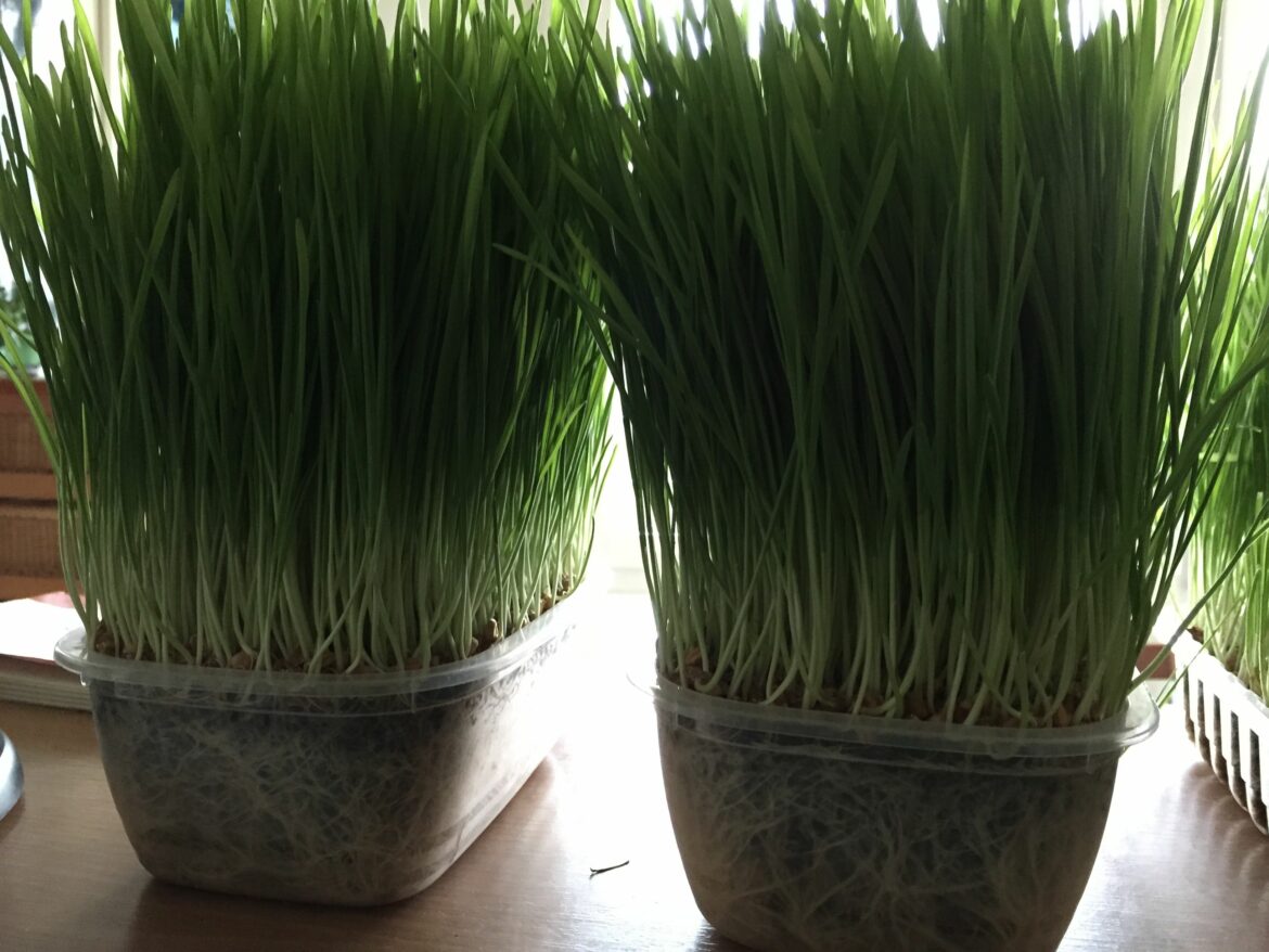 Comment faire pour faire crever de l'herbe ?