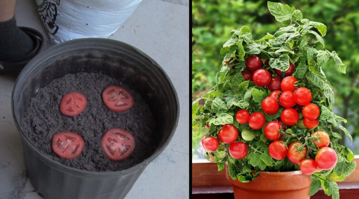 Comment faire pousser les tomates plus vite ?