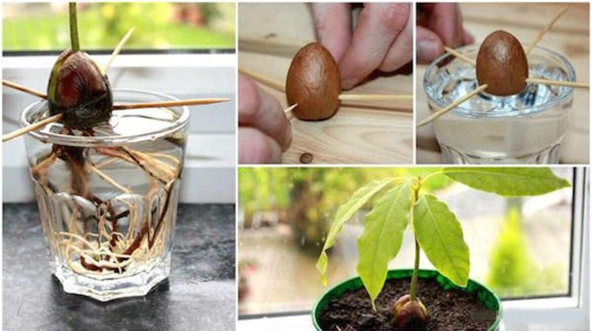 Comment faire pousser un avocat à la maison ?