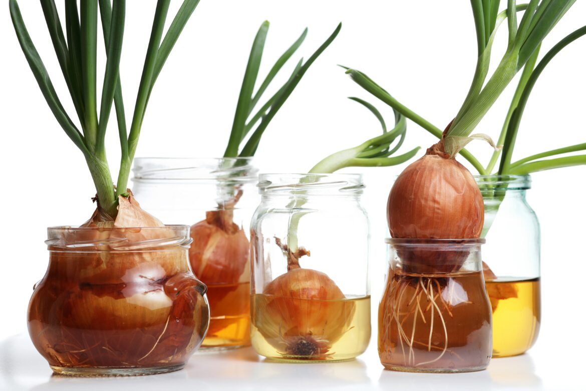 Comment faire pousser un bulbe d'oignon ?