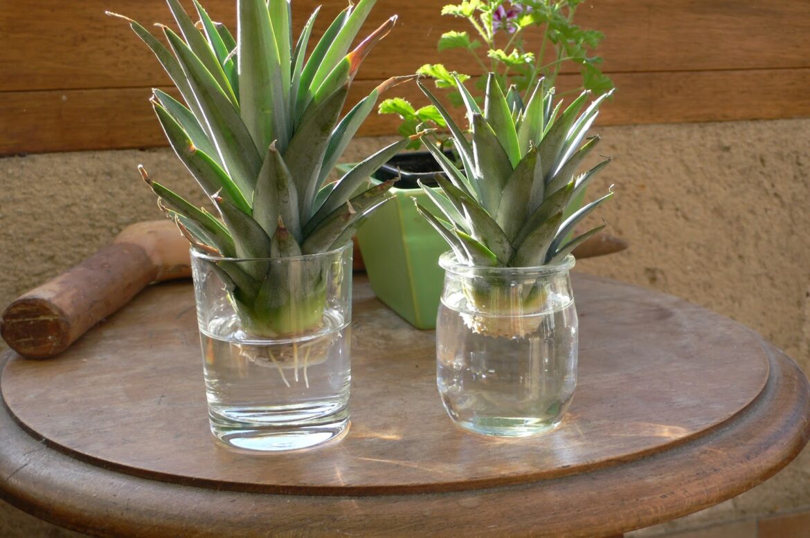 Comment faire pousser un plumet d'ananas ?