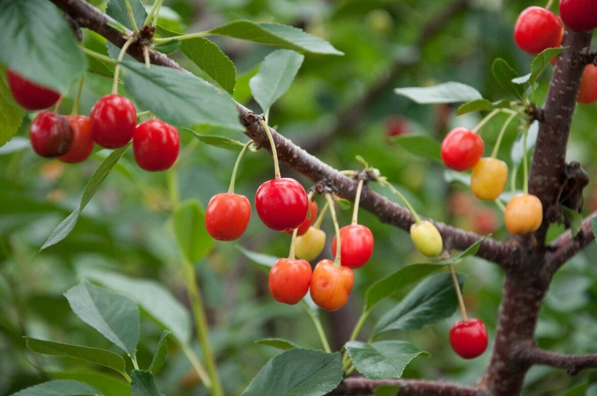 Comment faire pousser une branche de lilas ?