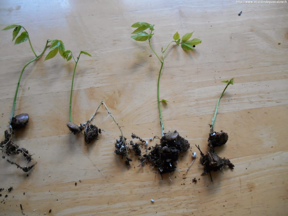 Comment faire pousser une graine de glycine ?