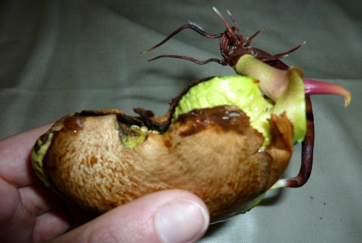 Comment faire pousser une plante avec un noyau de mangue ?