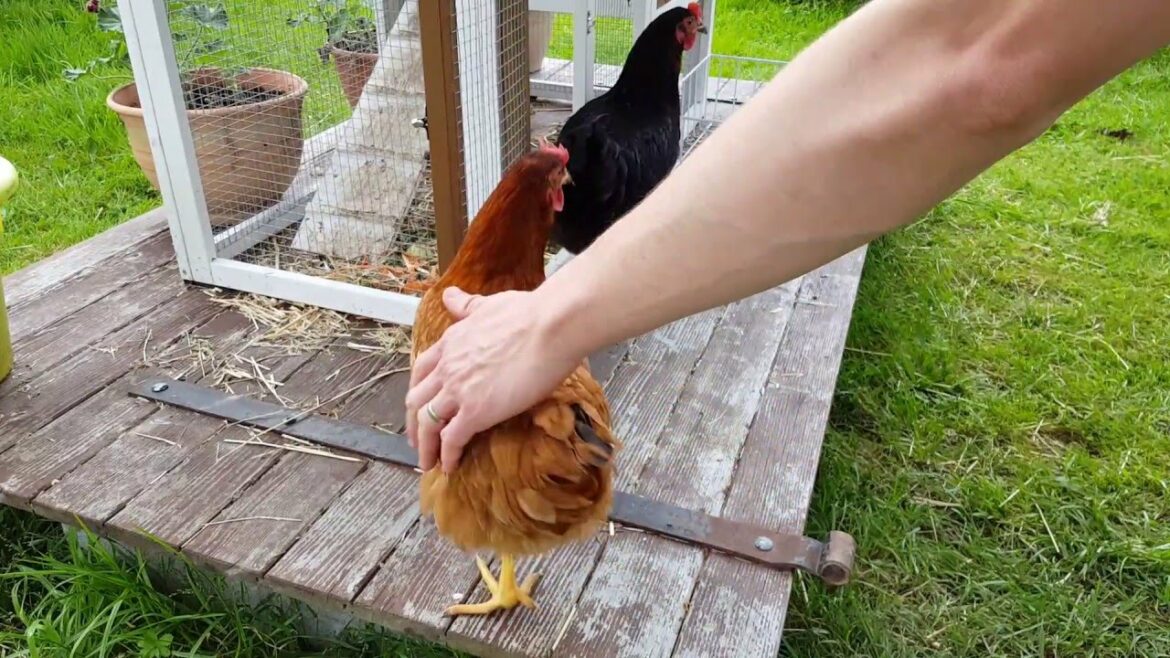 Comment faire rentrer les poules le soir ?