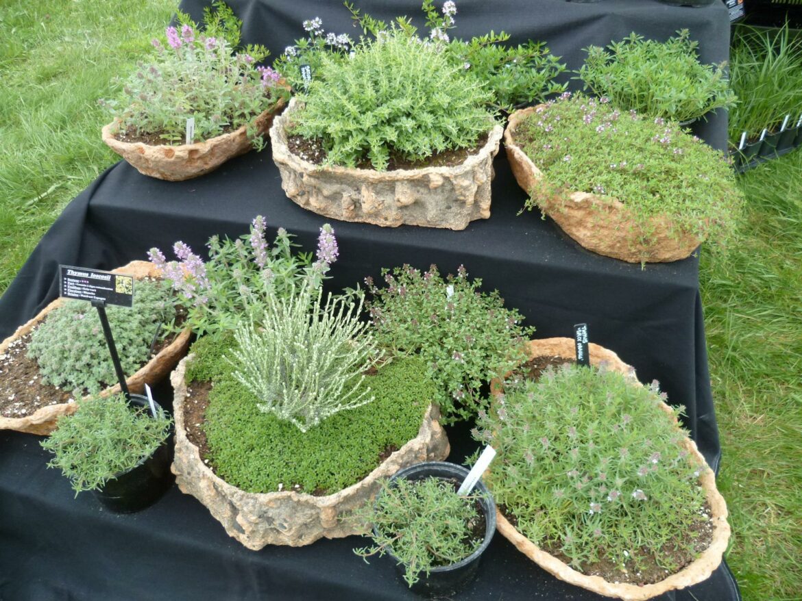 Comment faire repartir du thym ?