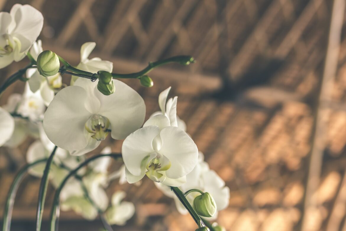 Comment faire repartir une orchidée sans tige ?