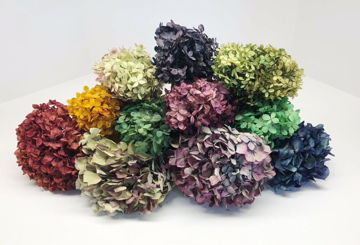 Comment faire sécher des fleurs sans perdre leur couleur ?