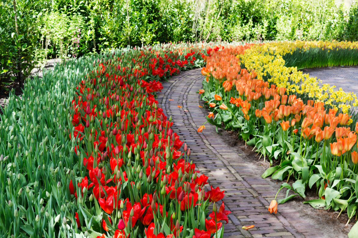 Comment faire un massif de tulipe ?