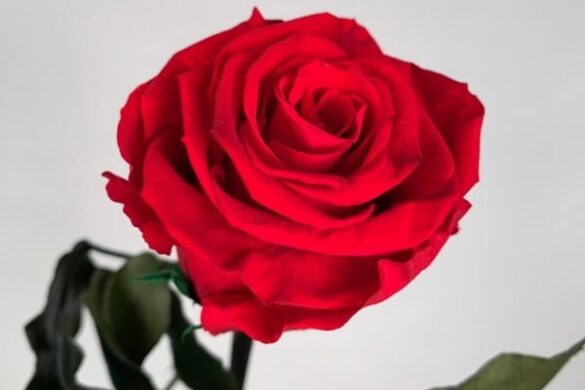 Comment Faire Une Rose éternelle Sans Glycérine Comment faire une rose éternelle maison ? - Housekeeping Magazine