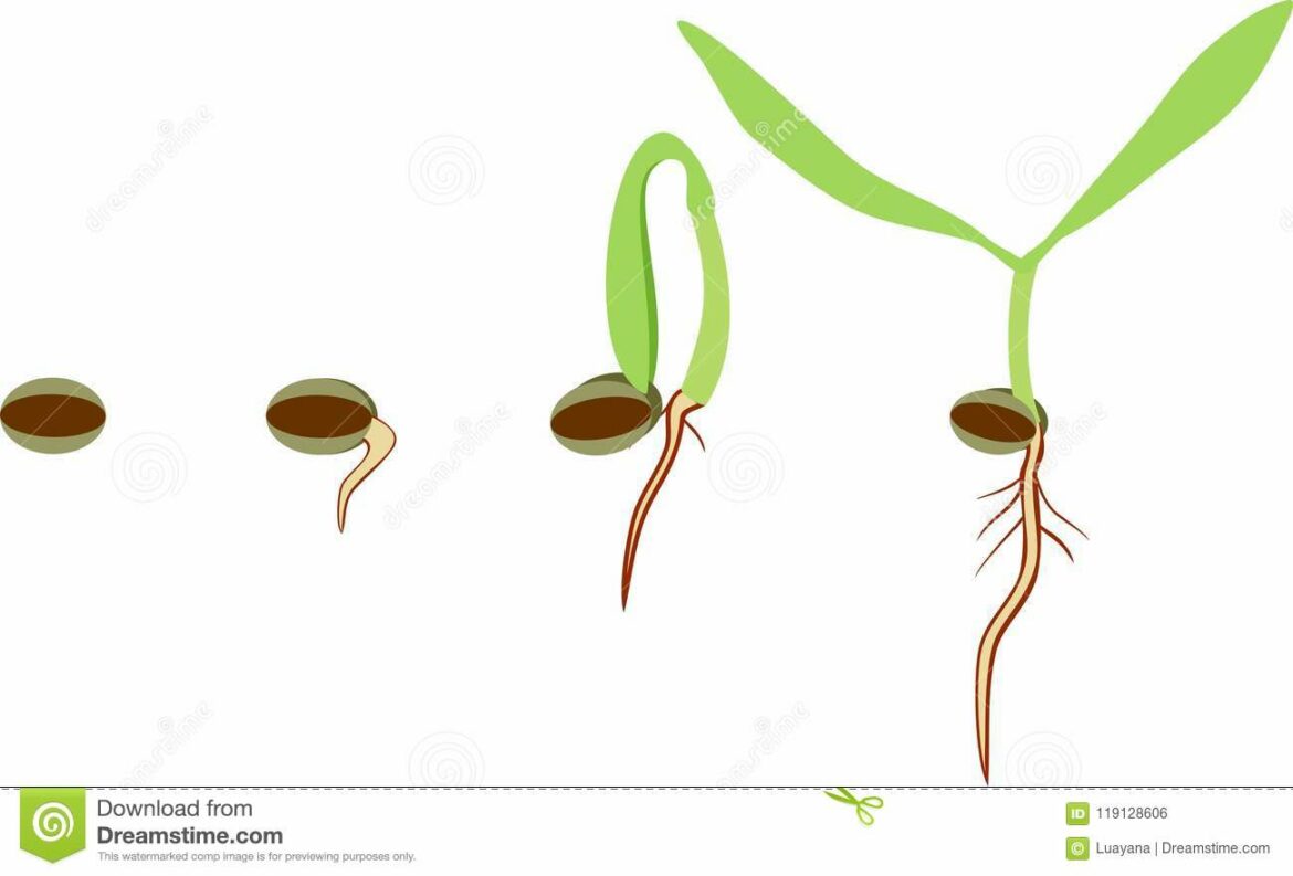 Comment forcer la germination d'une graine ?