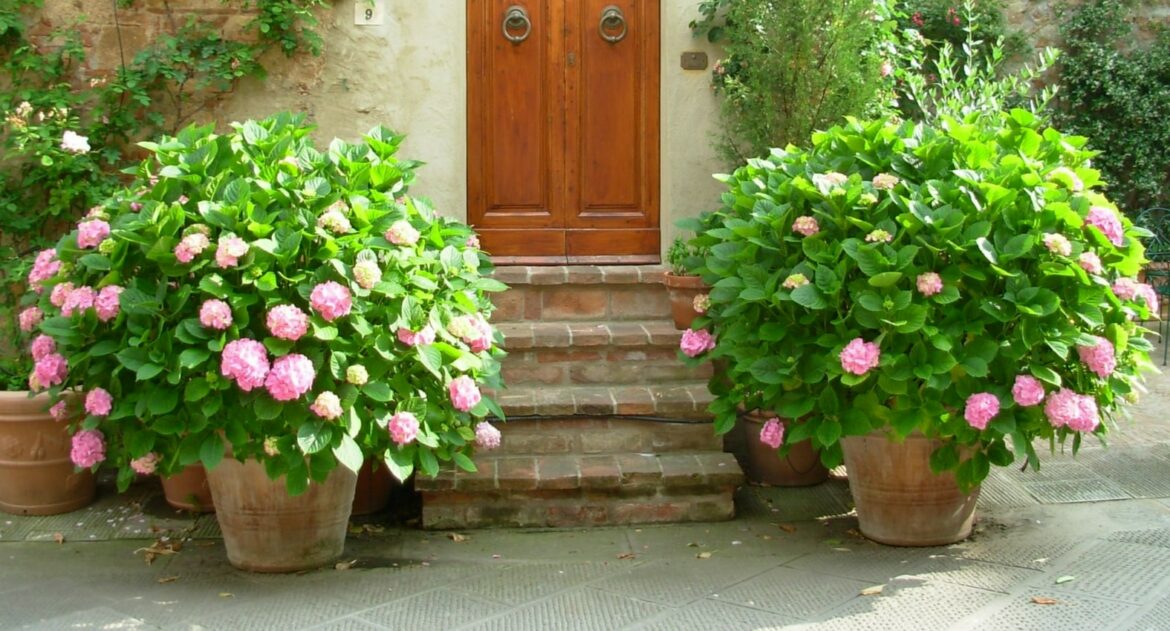 Comment garder un hortensia en pot ?