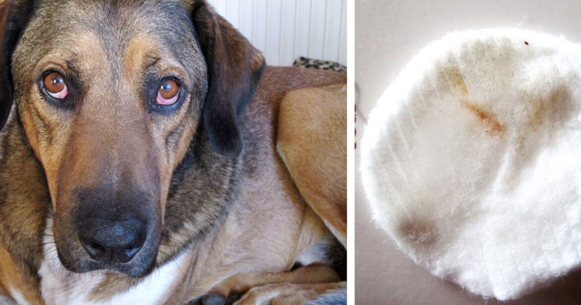 Comment guérir un chien naturellement ?