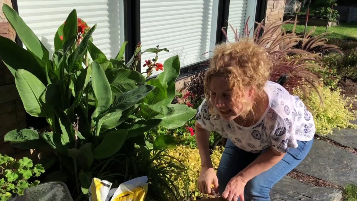 Comment hiverner le coléus ?