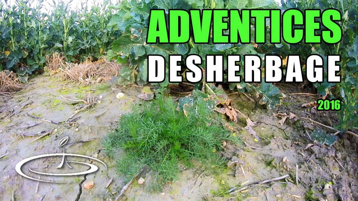 Comment identifier les adventices ?