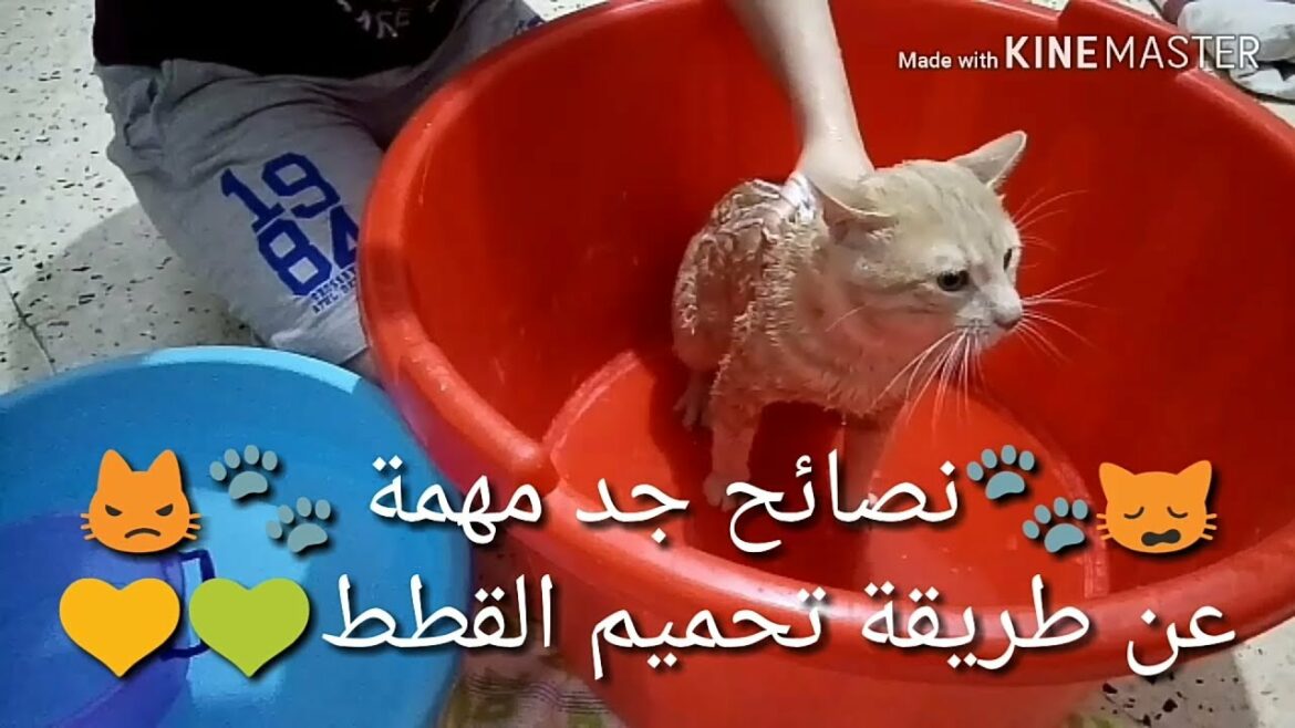 Comment laver du Mesh ?