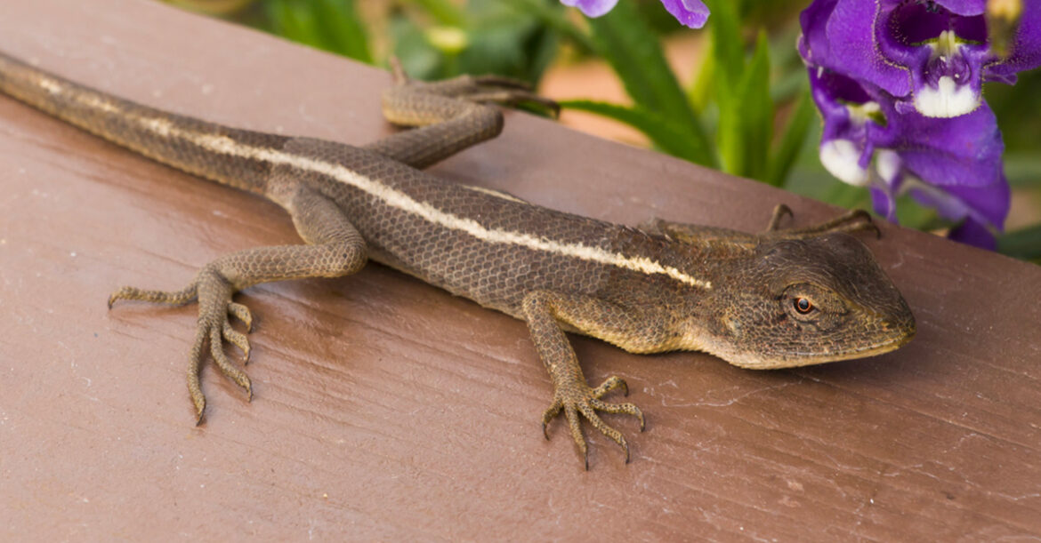 Comment le lézard se déplace ? Housekeeping Magazine Idées Décoration, Inspiration, Astuces