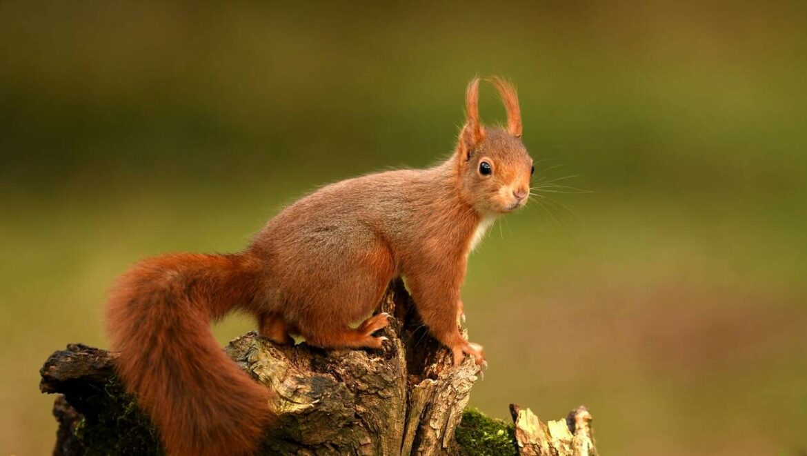 Comment les écureuils passent l'hiver ?