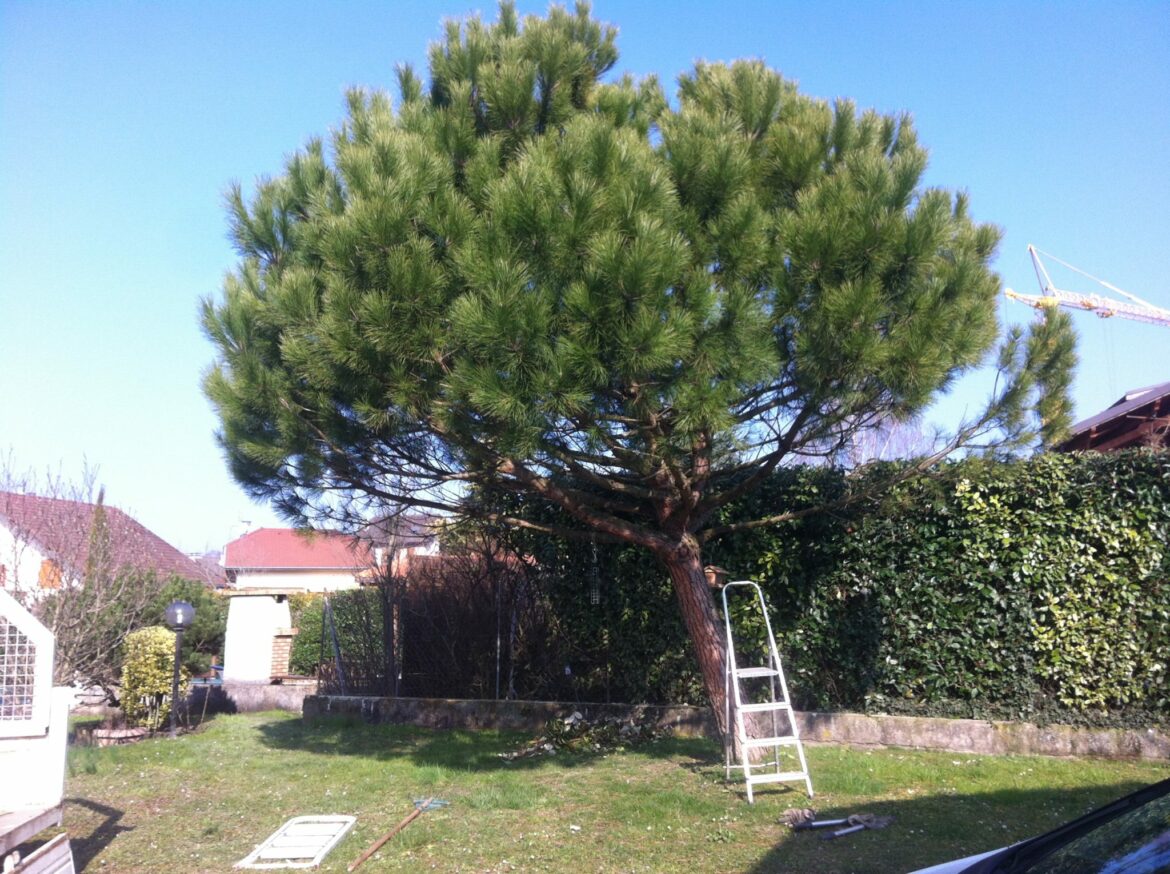 Comment limiter la croissance d'un pin ?