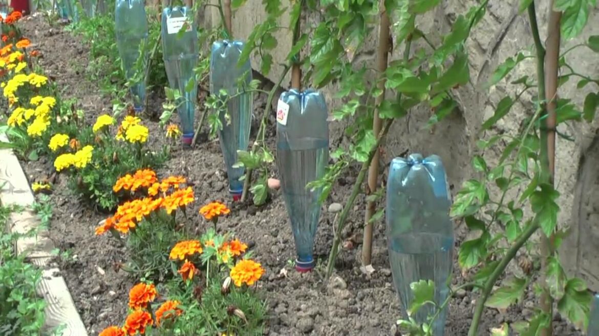 Comment mettre des bouteilles d'eau au pied des tomates ?